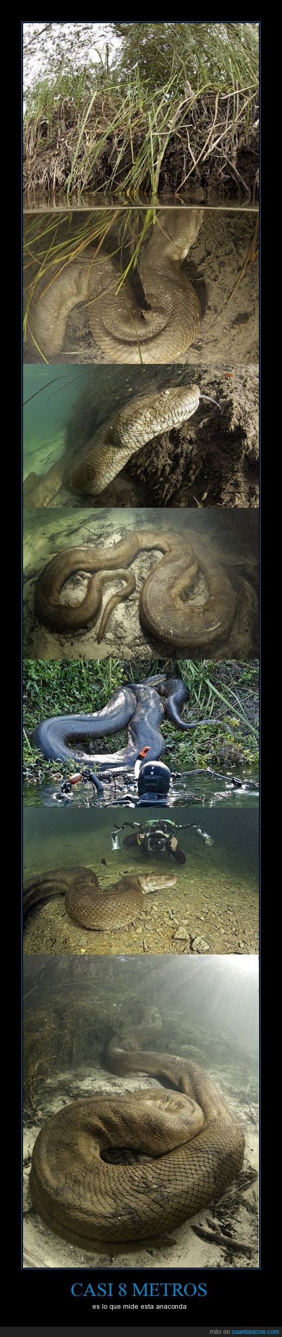 serpiente,grande,anaconda,animales