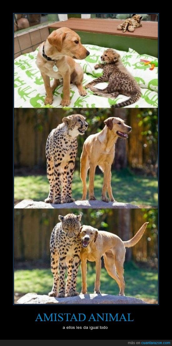amigos,amistad,crecer,juntos,leopardo,perro