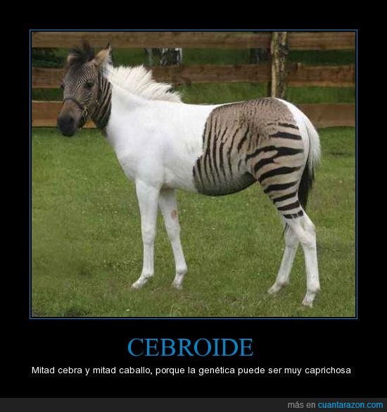 caballo,cebra,cebroide,genética,rayas