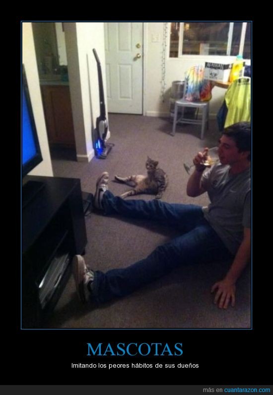 gato,parecido,dueño,television