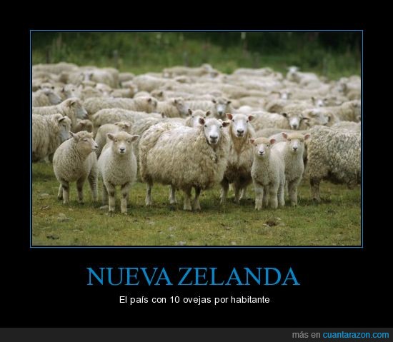 oveja,ovejas,animal adorable,nueva zelanda,animal gracioso,paraíso