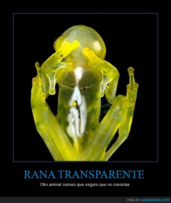 animal raro,transparente,Rana