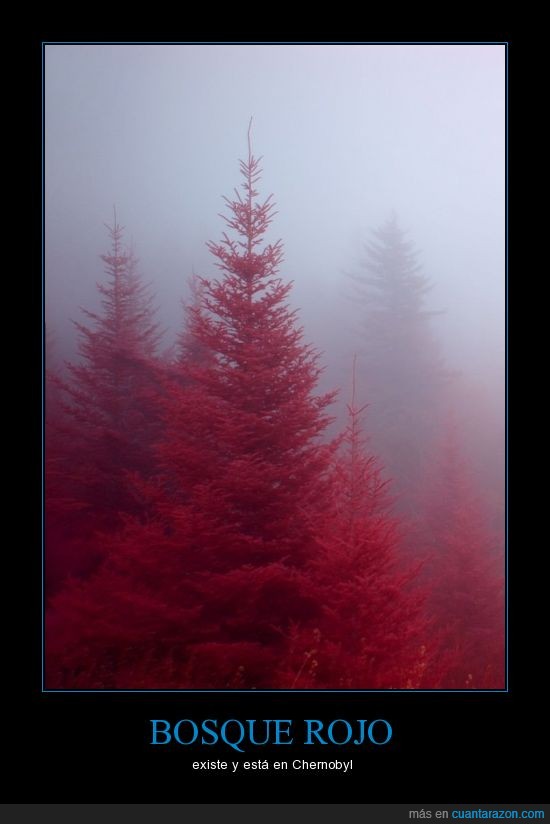 bosque,rojo,arbol,chernobyl,color,navideño,navidad