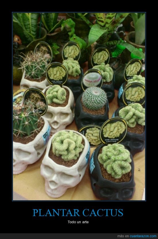arte,cabeza,crebro,cactus,calavera,maceta
