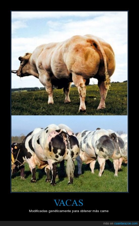 bulto,carne,genética,vacas