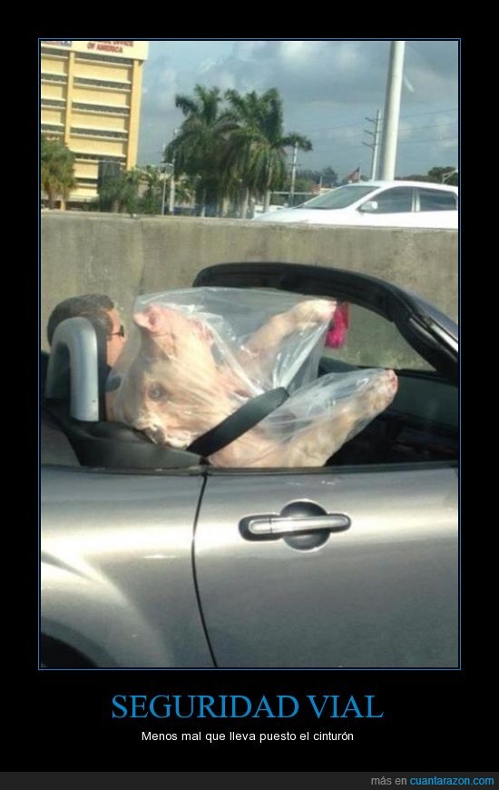 cerdo,cinturon,auto,muerto,comida