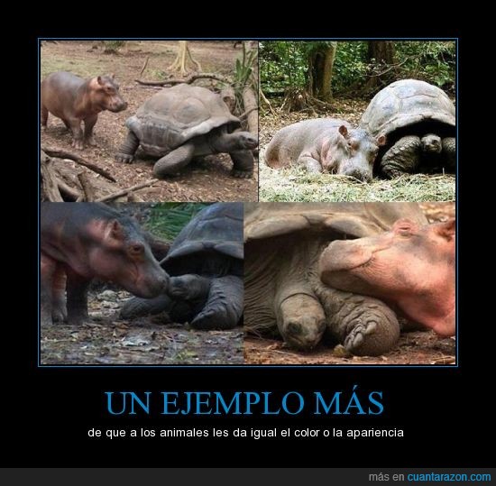 crece,animal,amigo,hipopotamo,tortuga