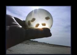 Enlace a CARACOLES MARINOS