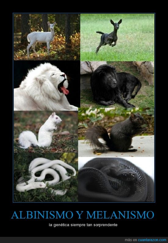 leon,ardilla,serpiente,Albinismo,Melanismo,genética,animales,blanco,negro