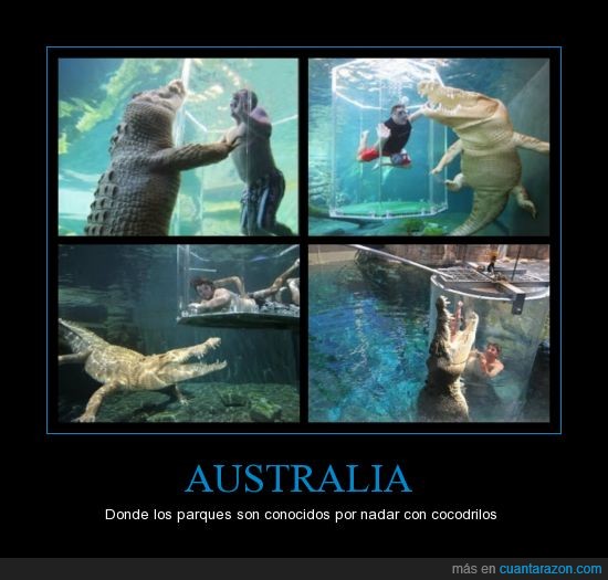 cocodrilos,australia,nadar peceras,agua,bonita,experiencia,fantástica,humanos,personas