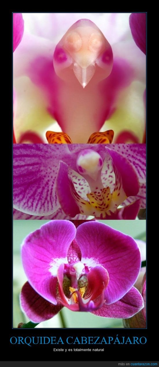natural,orquidea,cabezapajaro,naturaleza,flor