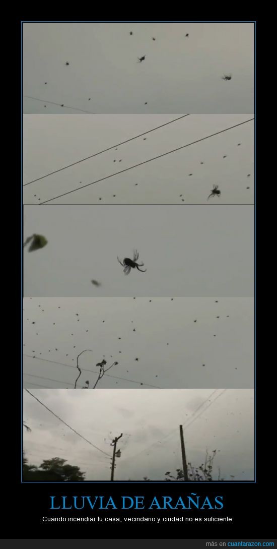 miedo,araña,Segestriidae,San Antonio Brasil,cielo,cae