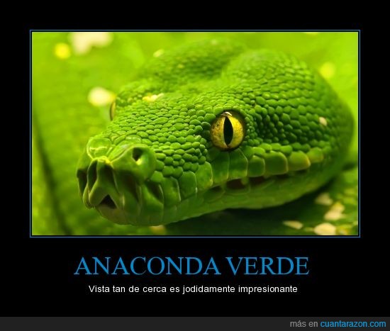 serpiente,verde,cerca,impresionante,anaconda,escama,parece un dragon