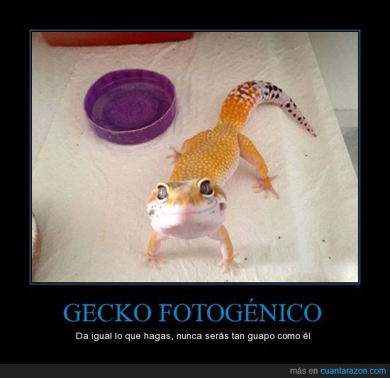 gecko,no tienes autoestima,fotogenico