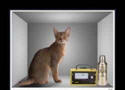 Enlace a GATO DE SCHRÖDINGER