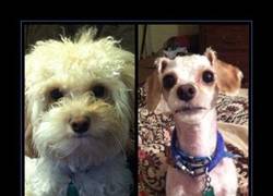 Enlace a PELUQUEROS CANINOS