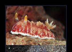 Enlace a BABOSA C. RETICULATA