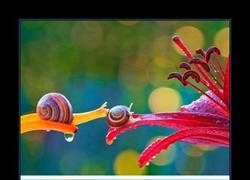 Enlace a NATURALEZA VS PHOTOSHOP