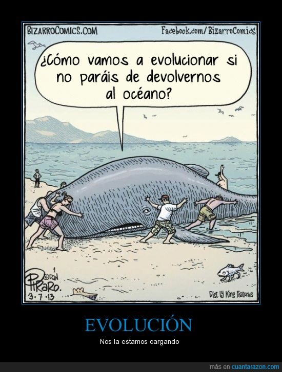 oceano,mar,ballenas,evolucion,devolver