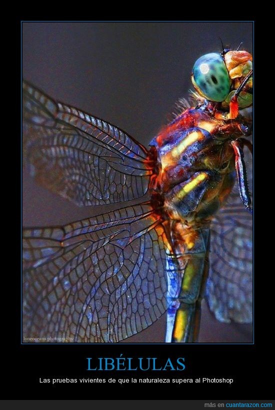 color,libelula,alas,dragonfly