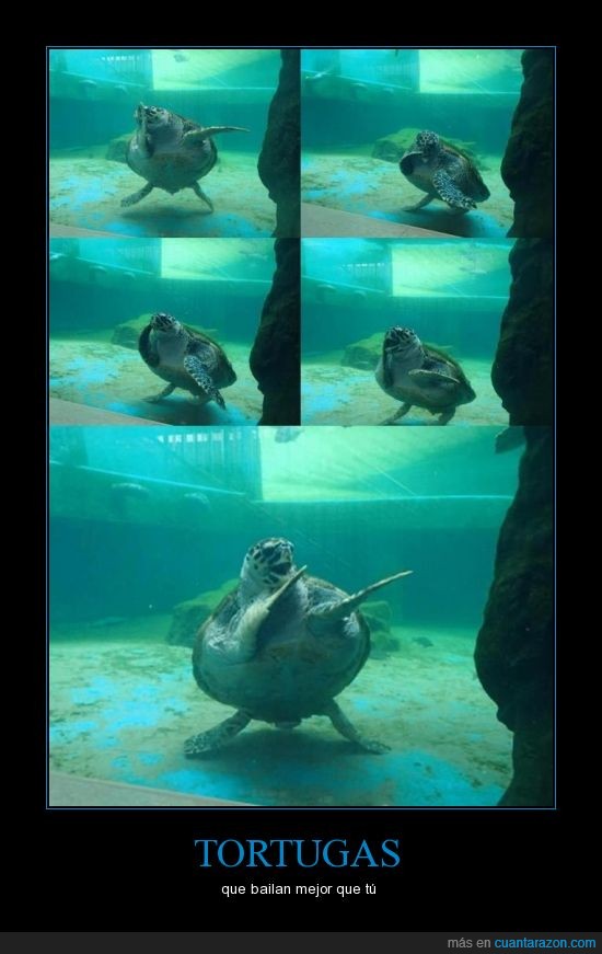 abajo,arriba,bailar,brazo,ea ea ea ea ♪,piscina,tortugas