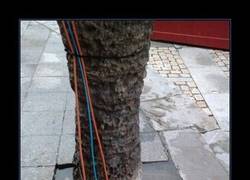 Enlace a SEMANA SANTA EN CÁDIZ