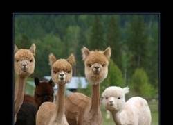 Enlace a ALPACAS