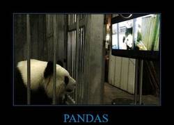 Enlace a PANDAS