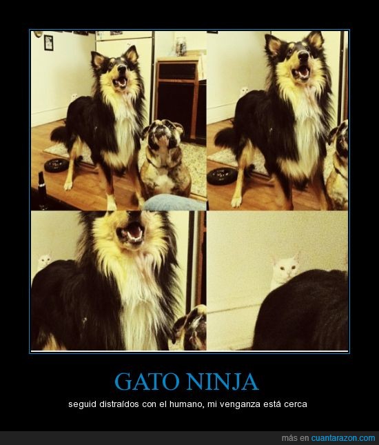 gato ninja perros amo venganza distracción