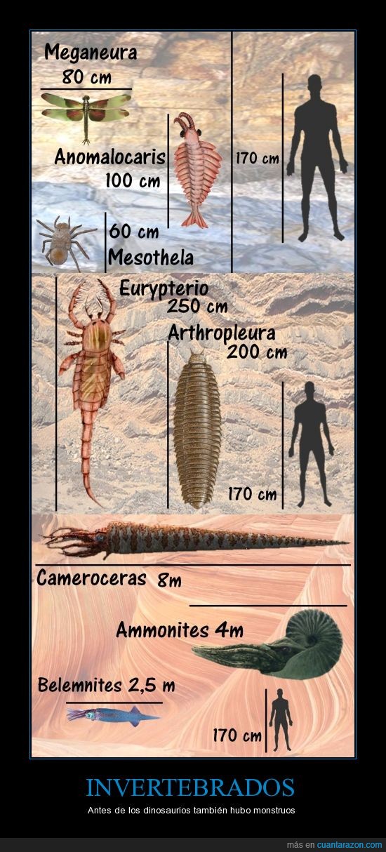 animales,antiguo,artrópodos,extinto,moluscos,prehistórico