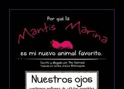 Enlace a MANTIS MARINA