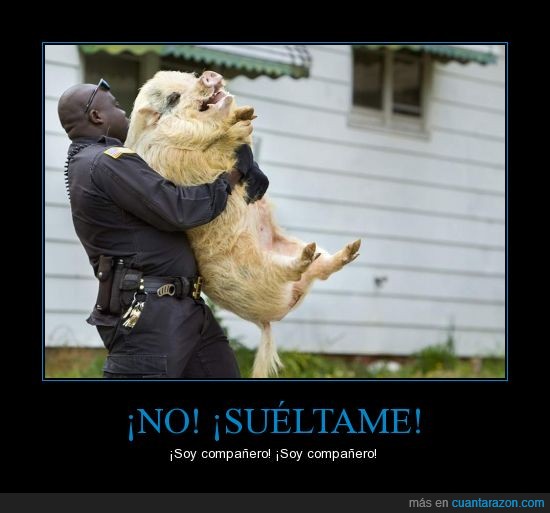 cerdo,compañero,policia