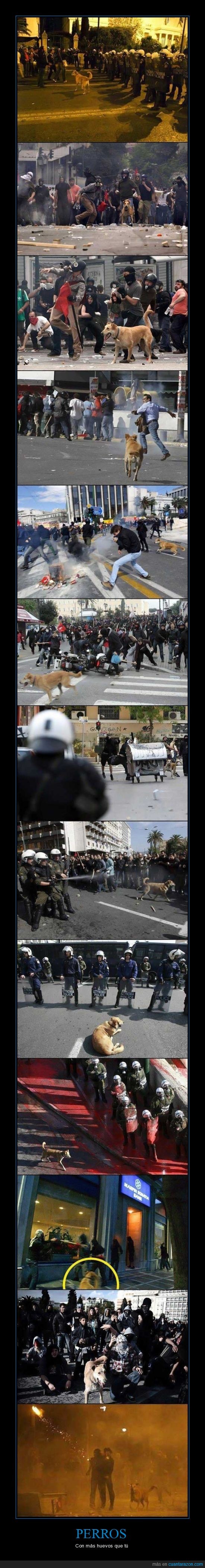 policia,riot dog,perro,cojones,huevos,protesta
