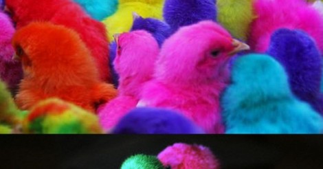 ¡Cuánta razón! / POLLITOS DE COLORES