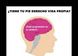 Enlace a CEREBRO TROLL