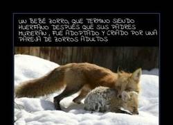 Enlace a FIREFOX