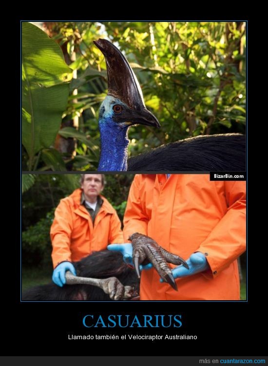 velociraptor,casuarius,ave,Australia