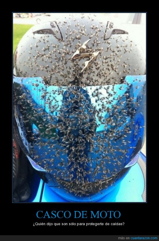 caídas,casco,moto,abejas,¿avispas?,proteger,bicho,insecto