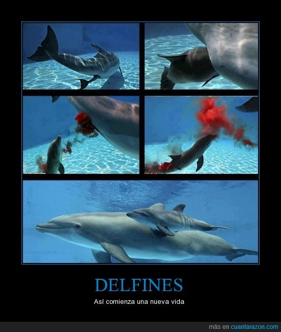 comenzar,nacer,vida,Delfín