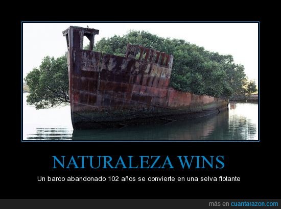 barco,flotante,árbol,naturaleza
