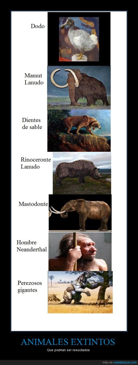 rinoceronte,nehandertal,mamut,perezoso,extintos,Animales