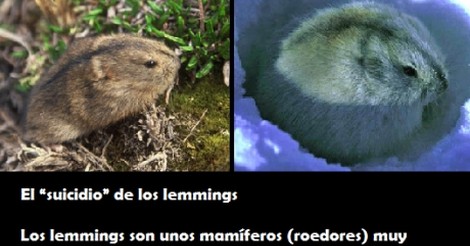 Conoce a los lemmings: animales suicidas, #Lo más visto en redes, Noticias, TVP