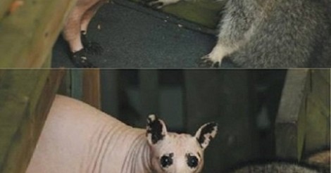 ¡Cuánta razón! / MAPACHES