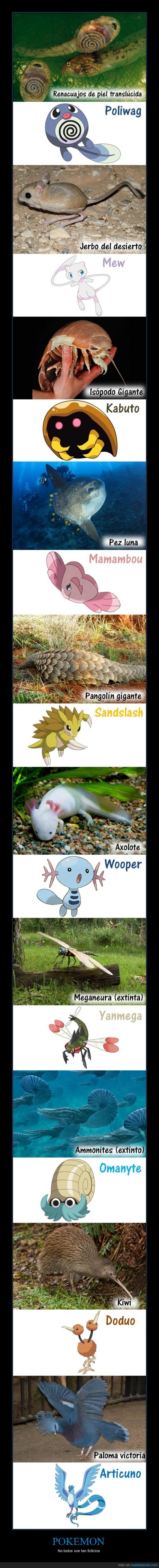 pokemón,animales,naturaleza,real,curioso