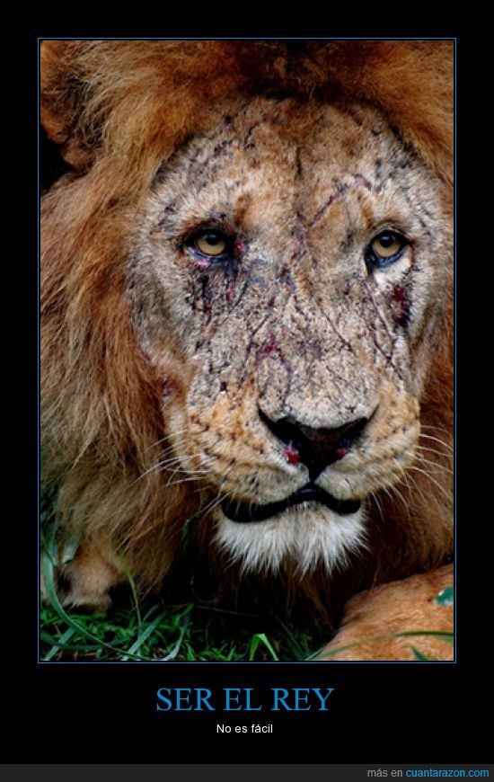 león,rey,facil,pelea,cicatriz
