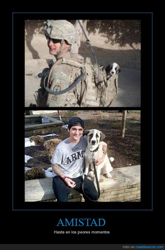 perro,amistad,soldado,cachorro,crecer,guerra