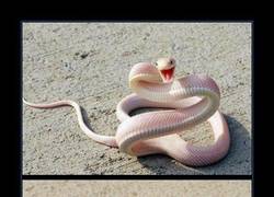 Enlace a VIÉNDOLO ASÍ