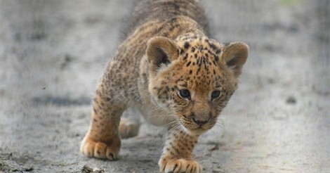 ¡Cuánta razón! / LILIGRE