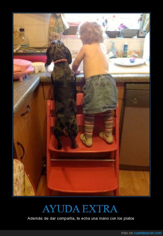 perro,ayuda,niño,lavar,platos,cocina,silla,subir