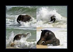 Enlace a BEBÉ ELFANTE